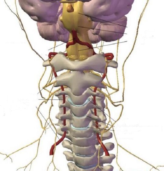 A estrutura da rexión cervical